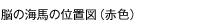 脳の海馬の位置図(赤色)
