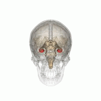 脳の海馬の位置図
